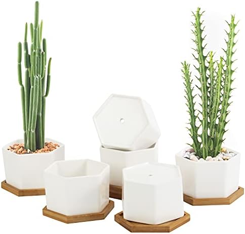 Etli Tencere, OAMCEG 4 İnç Etli Yetiştiricilerinin, 6 Set Beyaz Seramik Etli Kaktüs Bitki Tencere ile Bambu Tepsi(Bitkiler