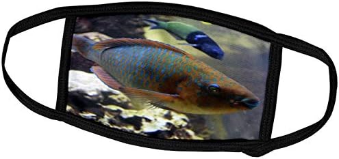 3dRose Susans Zoo Crew Animal-Renkli Papağan Balığı Hayvan Balık Akvaryumu-Yüz Kapakları (fc_294112_1)